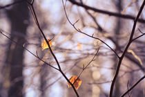 Herbstblätter in Frühlingssonne I von sylbe