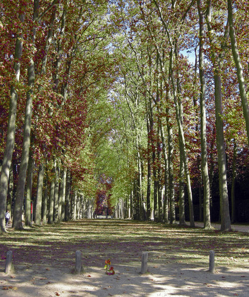 Versailles-trees-552-copy