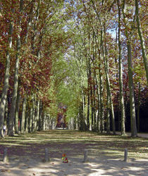 Versailles Gardens Path von Sally White