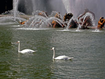 Swans in the Versailles Gardens by Sally White