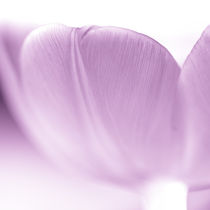 Tulpe Blüte von Ruby Lindholm