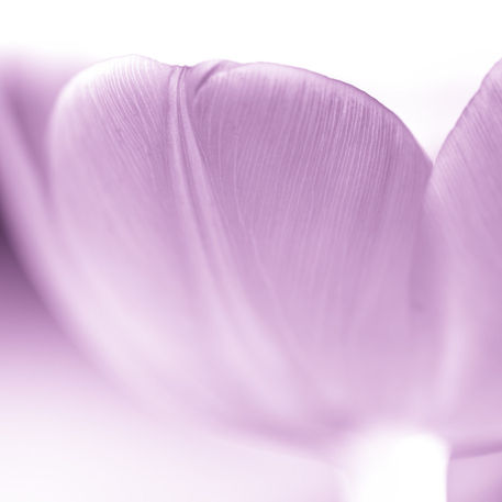 Tulpen-lila-macro