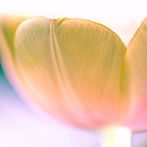 Tulpe Blüte II von Ruby Lindholm