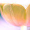 Tulpe-lilagruen-macro