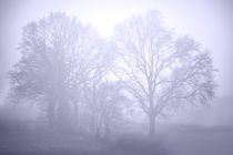 Nebelmorgen von ndsh