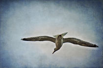 Flying  by AD DESIGN Photo + PhotoArt