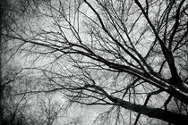 Der Baum - the tree by leddermann