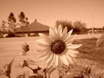 Sepia Sunflower von Dan Richards