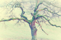 Tree by mario-s