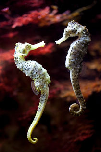 Seahorse in love by creativemarc