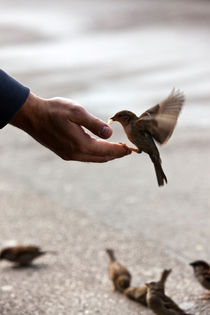 Bird feeding hand von creativemarc
