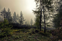 Mystical forest with fog by creativemarc