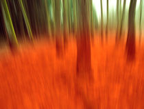 Blurred Woods Orange von florin