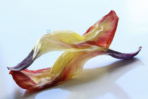 Tulip Yig-Yang by lightart