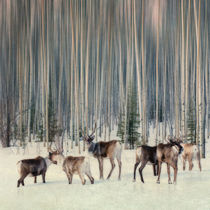 caribou and trees by Priska  Wettstein