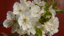 Kirschblüten by lucylaube