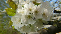 Kirschblüte von lucylaube
