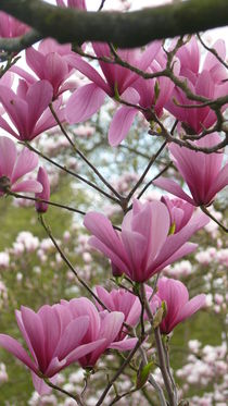 Magnolienblüten by lucylaube