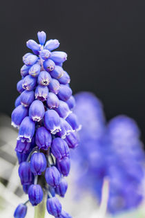 Grape Hyacinth by Jon Woodhams