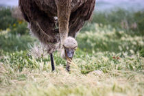 southafrica ... ostrich by meleah