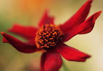 Red flower - Rote Blume von Johanna Leithäuser
