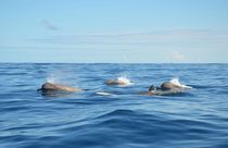 North Atlantic Bottlenose Whales von Malcolm Snook