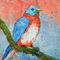 Blue-bird-beauty-by-laura-barbosa