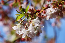 springtime! ... under the cherry tree 03 by meleah