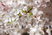 springtime! ... under the cherry tree 01 von meleah
