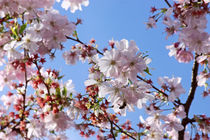 springtime! ... under the cherry tree 02 von meleah