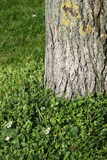 springtime! ... tree and meadow von meleah
