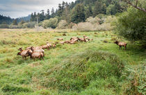 Leader Of The Elk Herd by John Bailey