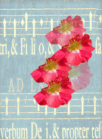 Music and Wild Roses von Rosalie Scanlon