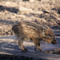 Schweinchen by sylbe