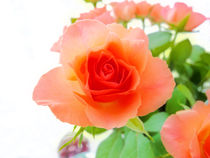 Single pink rose von Robert Gipson