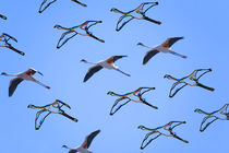 Flamingos flying 3  by Leandro Bistolfi