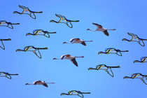 flamingos flying 2  by Leandro Bistolfi