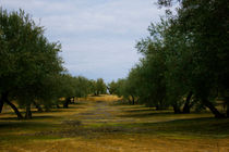 Olives von labela