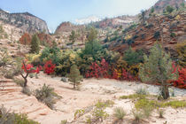 Red Leaves At Zion National Park von John Bailey