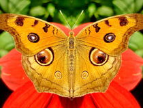'Meadow Argus Butterfly' von Irfan Gillani