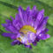 Img-aster