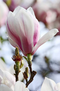 springtime! ... magnolia
