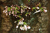 springtime! ... under the cherry tree 04 by meleah