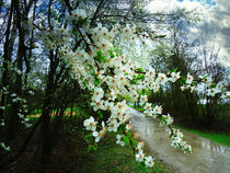 Springtime by florin