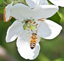 flying bee von bruno paolo benedetti