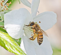 bee on white flower von bruno paolo benedetti