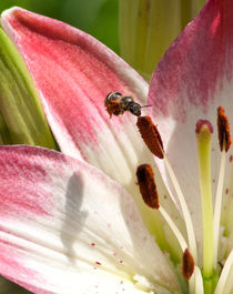 bee on pistil by bruno paolo benedetti