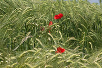 poppies on whieat field von bruno paolo benedetti