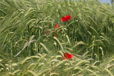 Poppies-wheat