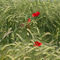 Poppies-wheat